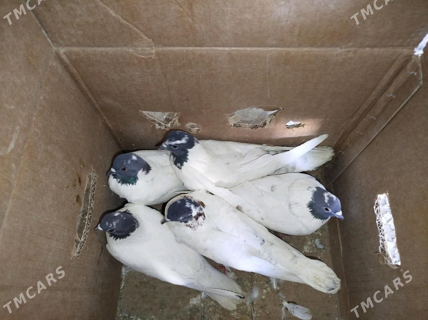 Kepderi - ул. Подвойского (Битарап Туркменистан шаёлы) - img 10