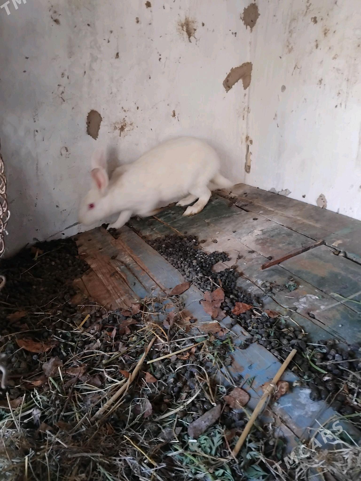 towsan - Çärjew - img 2