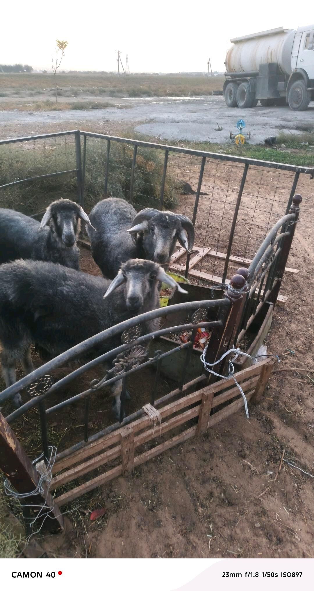 bakylan goç goyun - Gurtly - img 1