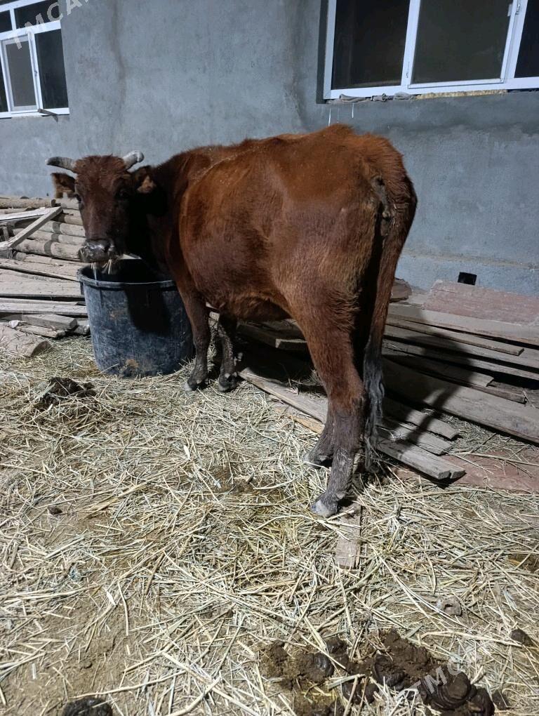 BOGAZ  SYGYR - Мары - img 2