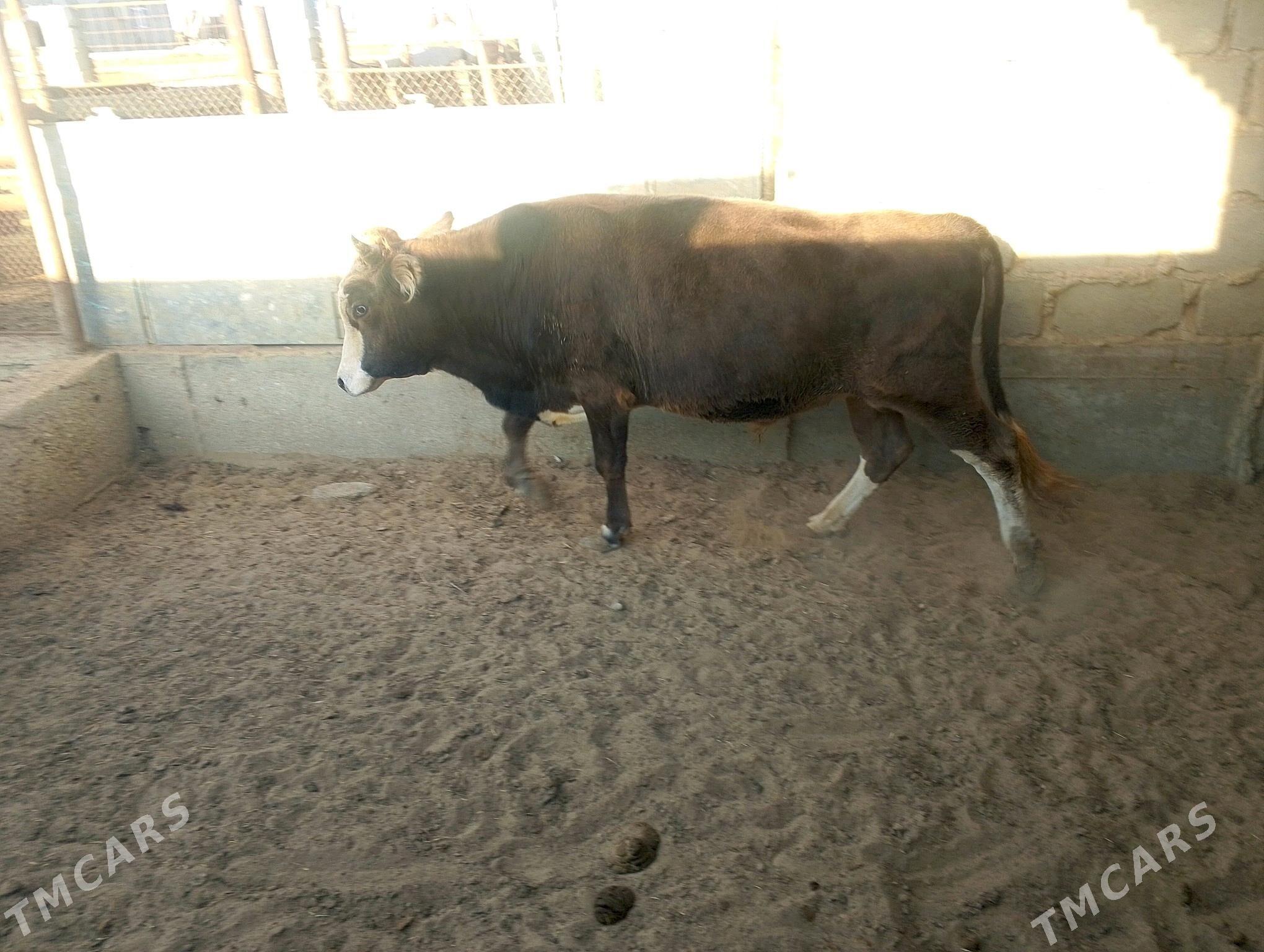 okuz - Esenguly - img 2