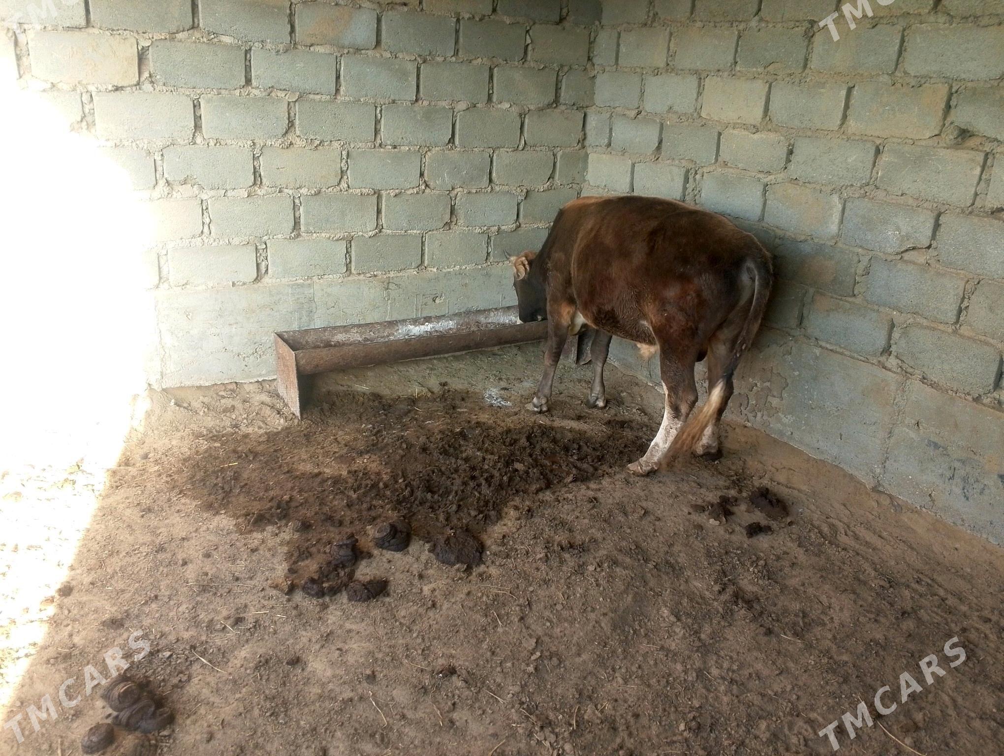 okuz - Esenguly - img 1