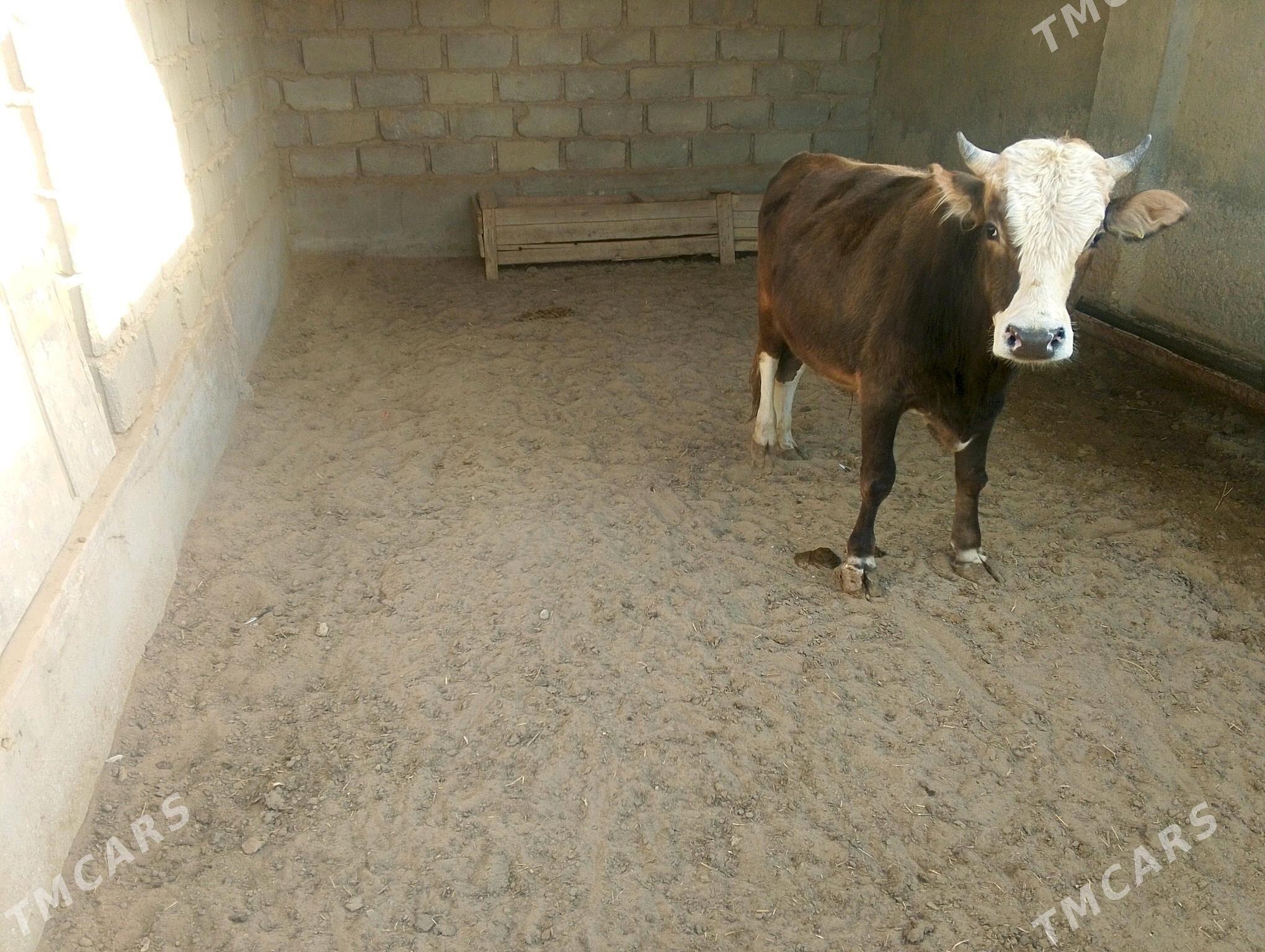 okuz - Esenguly - img 3