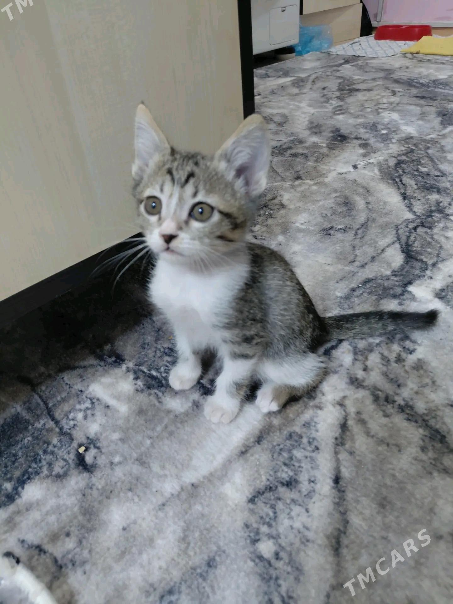 В ДОБРЫЕ РУКИ - Türkmenabat - img 2