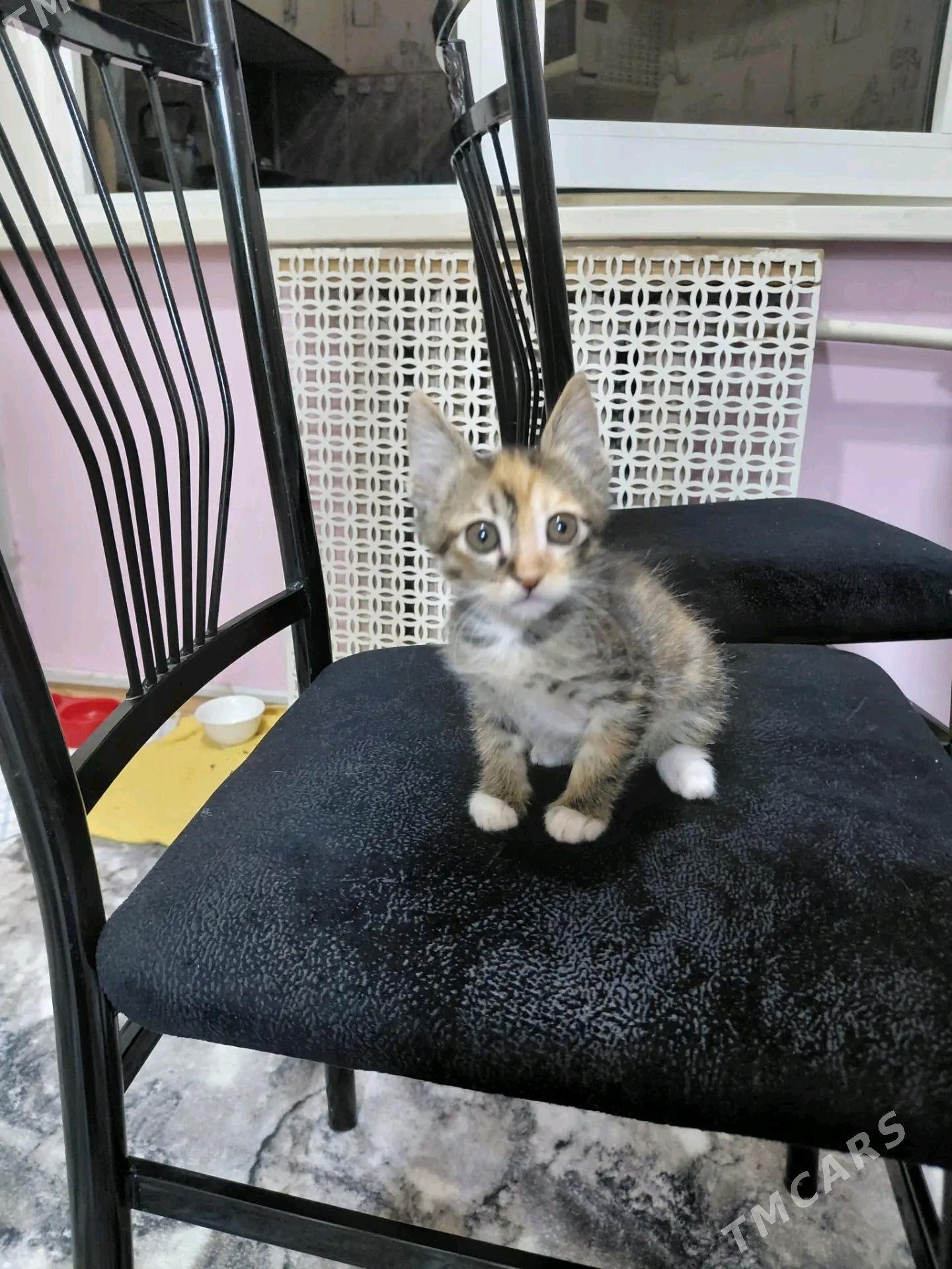 В ДОБРЫЕ РУКИ - Türkmenabat - img 5