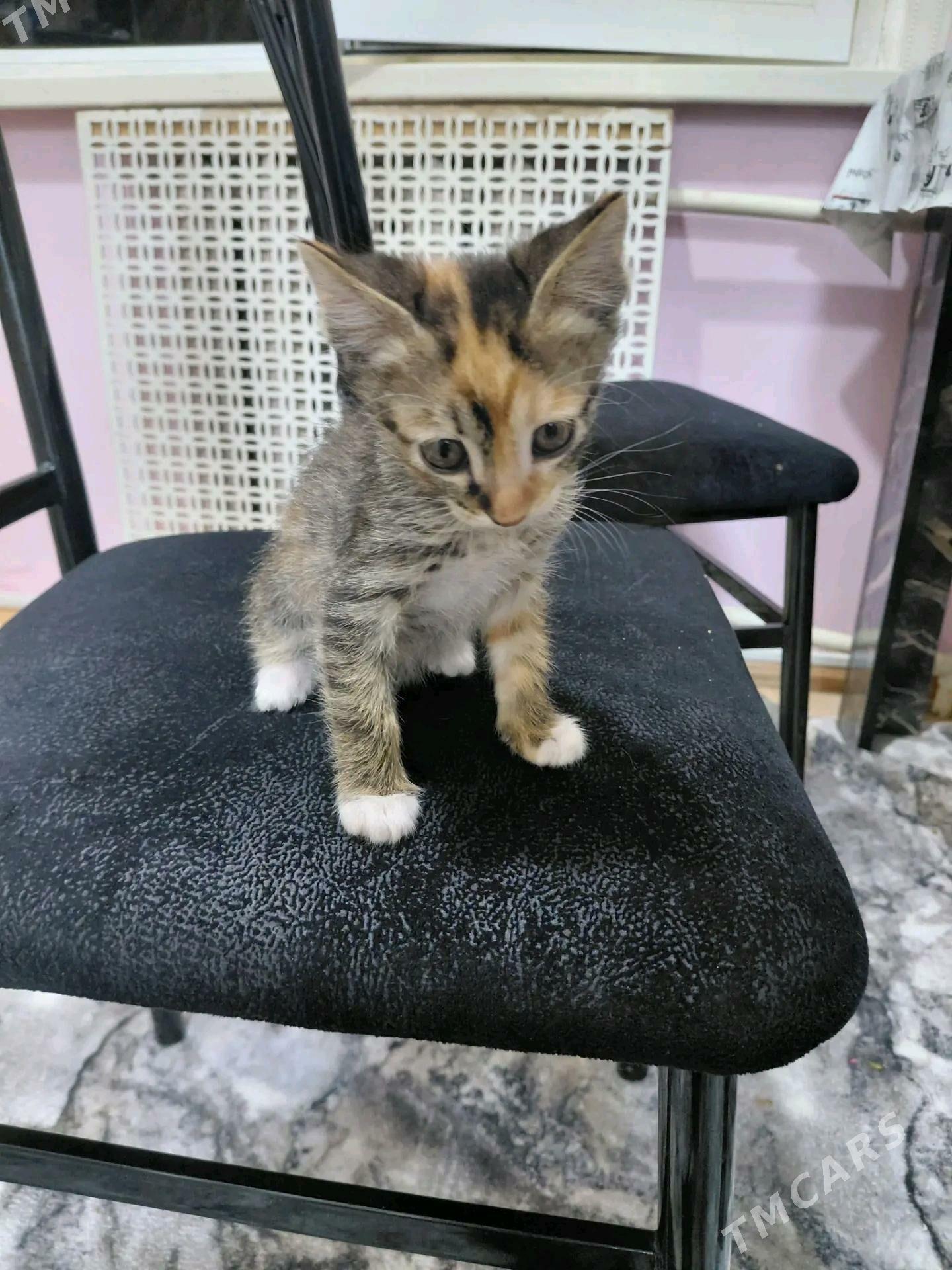 В ДОБРЫЕ РУКИ - Türkmenabat - img 4