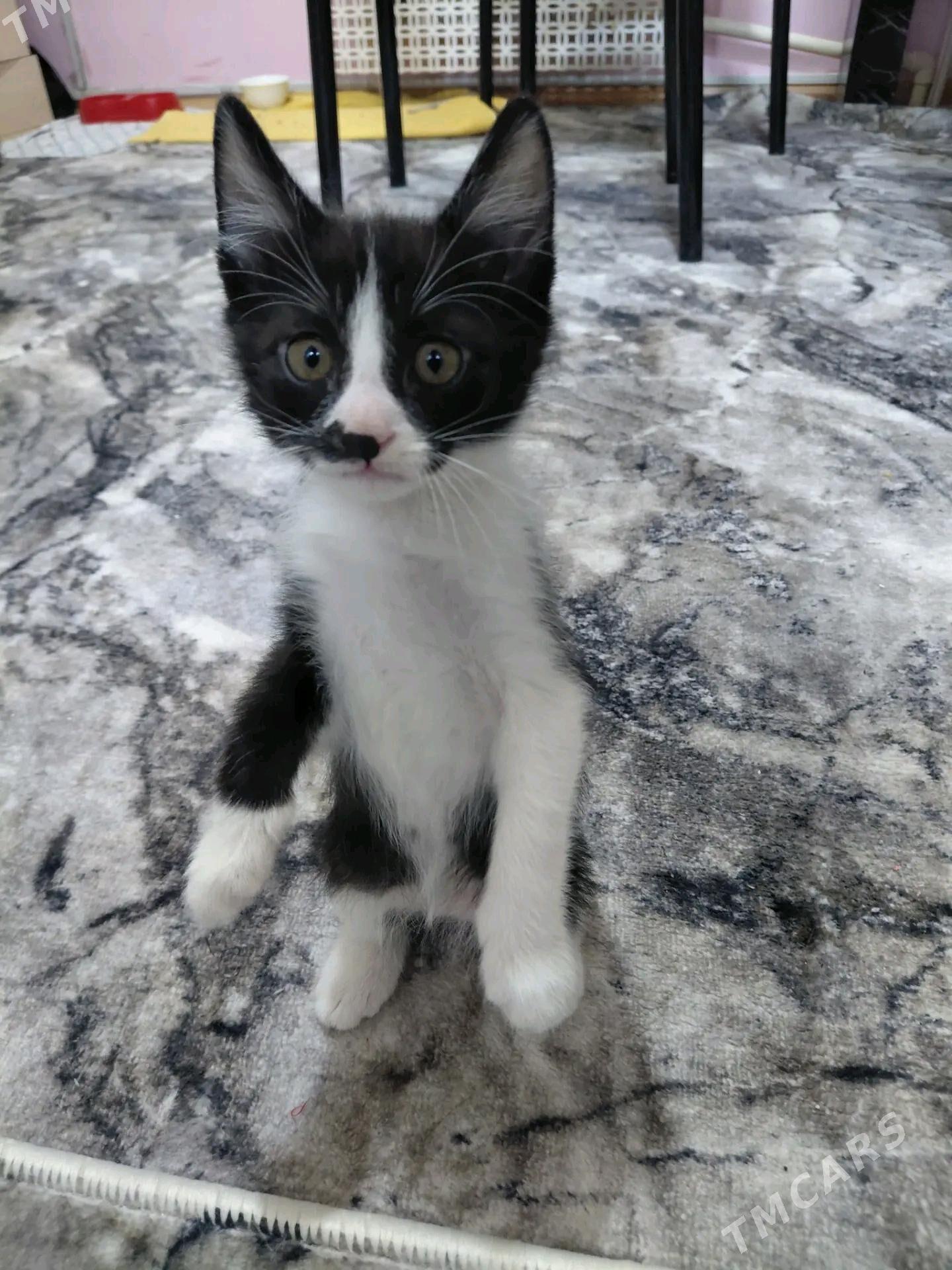 В ДОБРЫЕ РУКИ - Türkmenabat - img 6