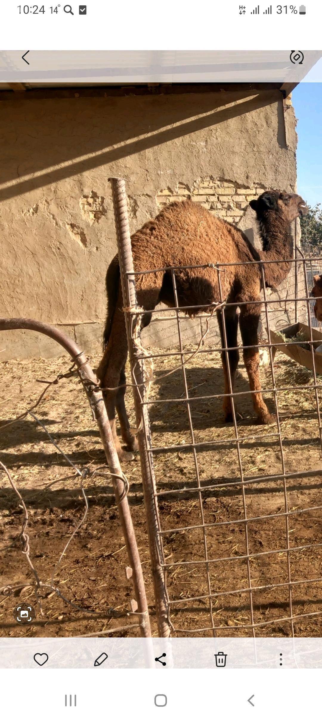 duye - Кака - img 1