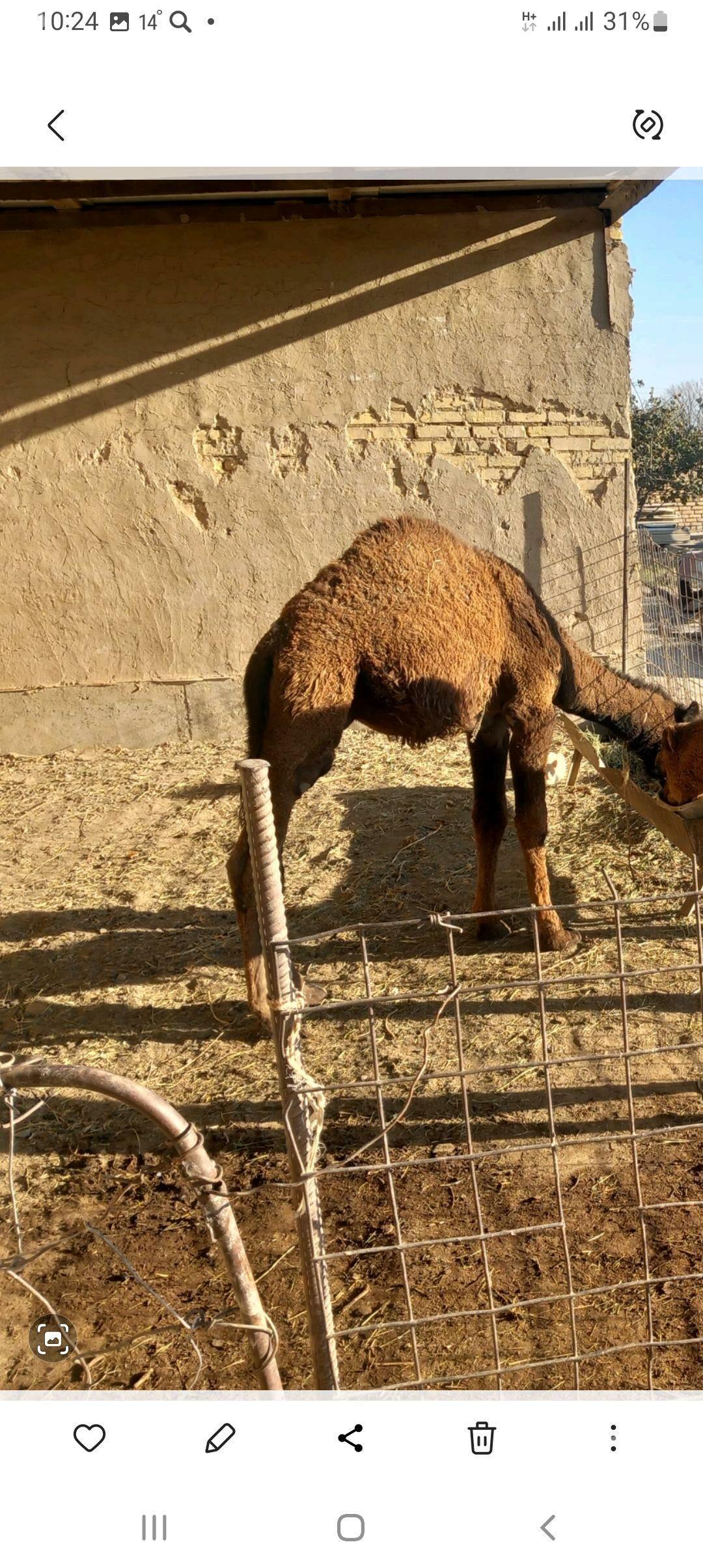 duye - Кака - img 2