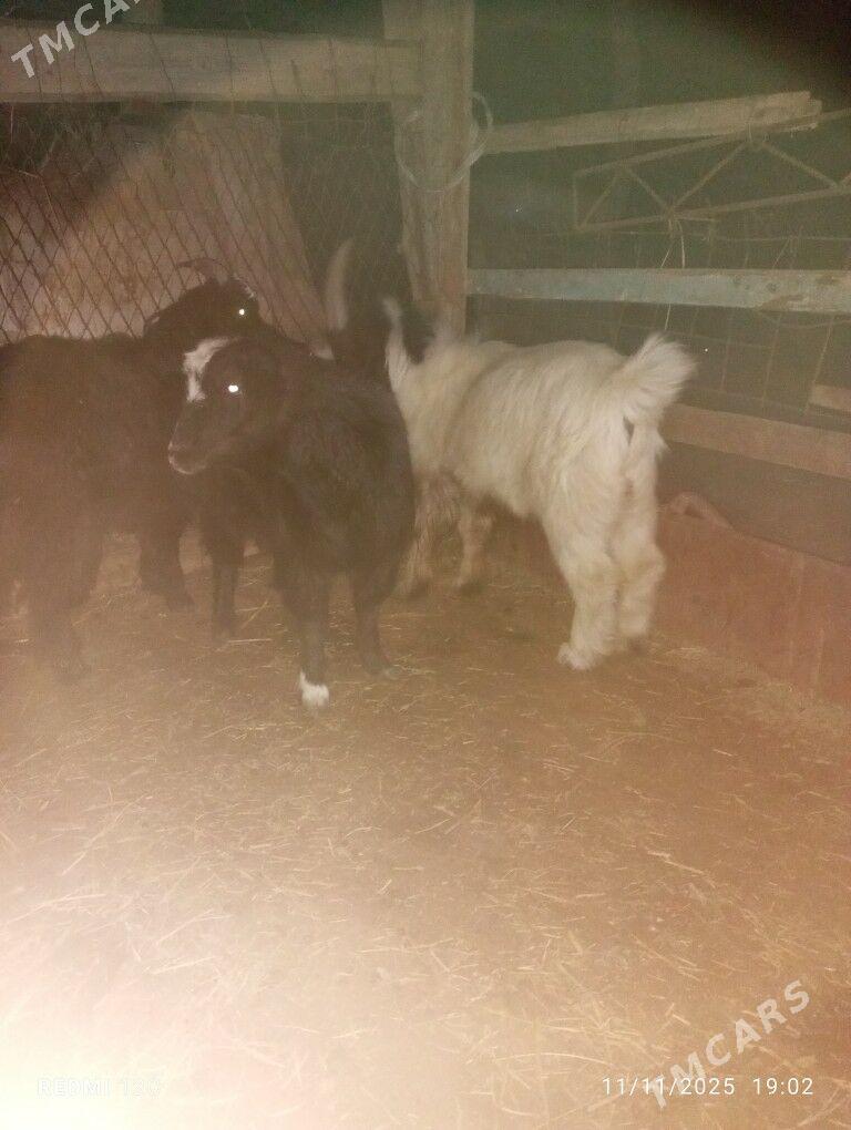 geçıller - Фарап - img 8