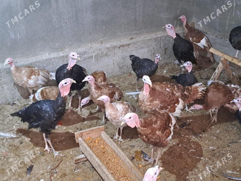 индюк - Türkmenabat - img 1