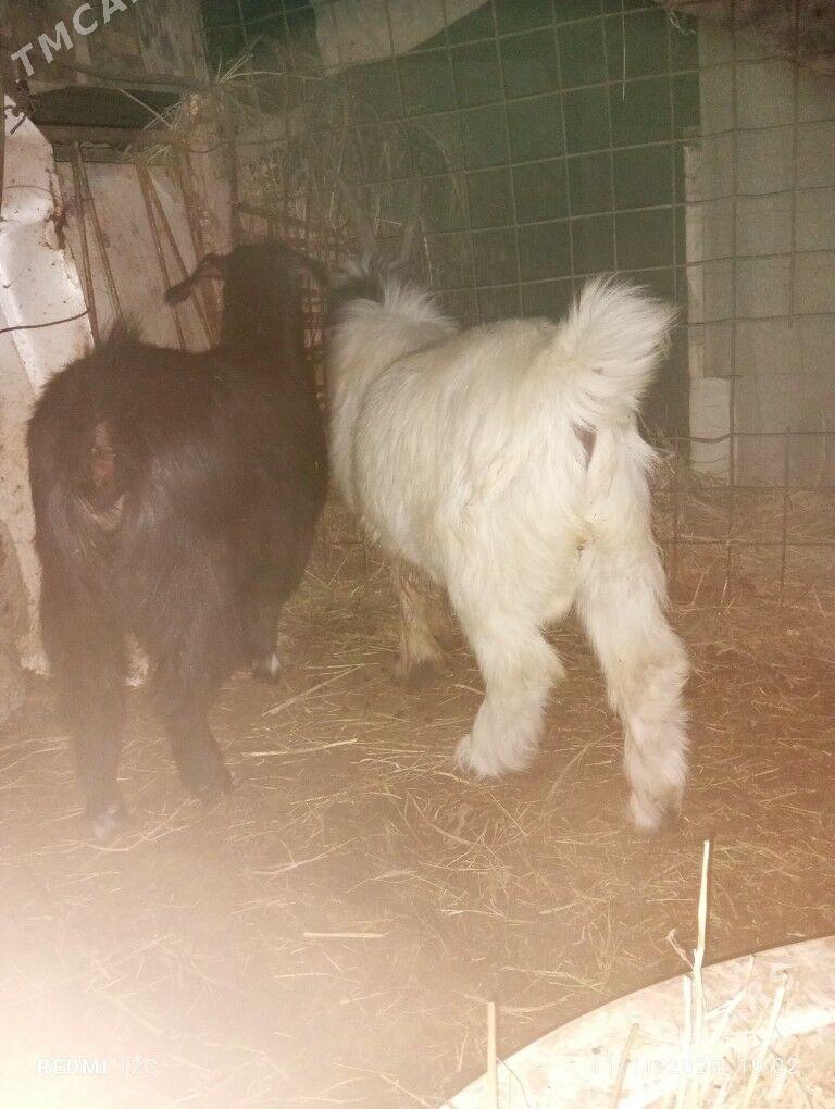 geçıller - Фарап - img 1