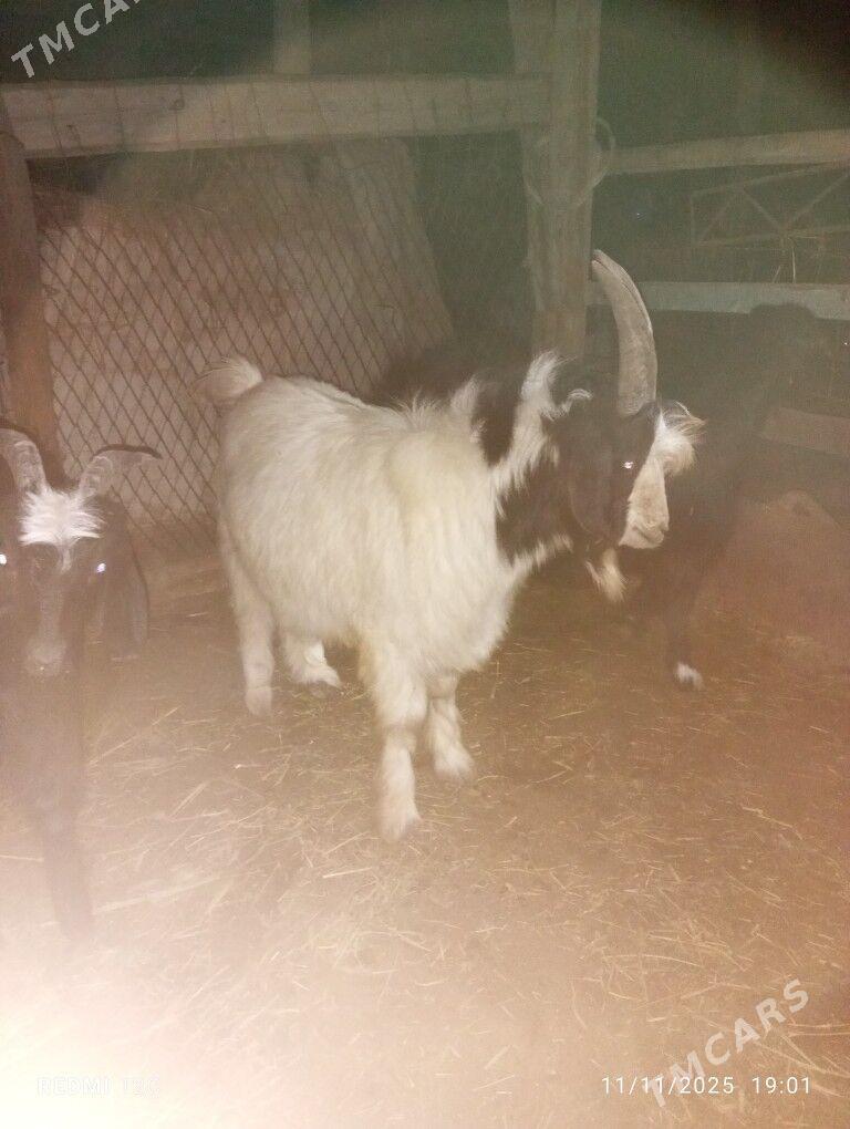 geçıller - Фарап - img 9