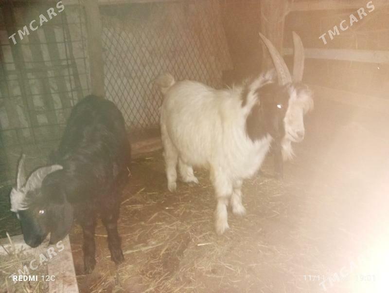 geçıller - Фарап - img 3