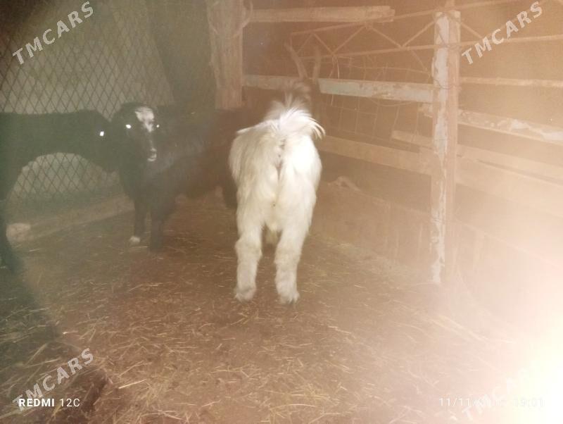 geçıller - Фарап - img 2