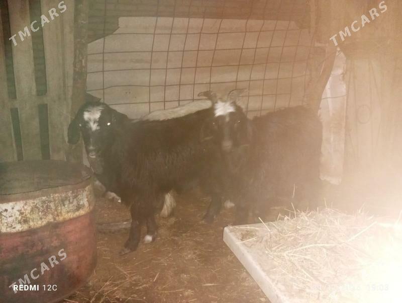 geçıller - Фарап - img 4