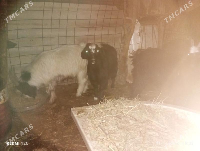 geçıller - Фарап - img 5