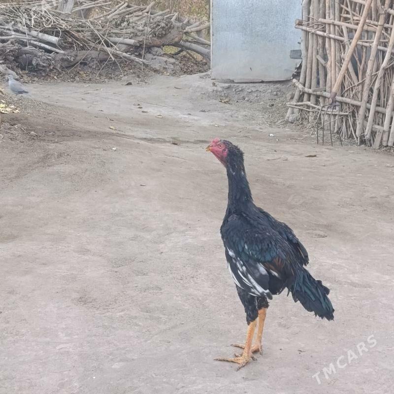 bayes juyje - Saýat - img 1