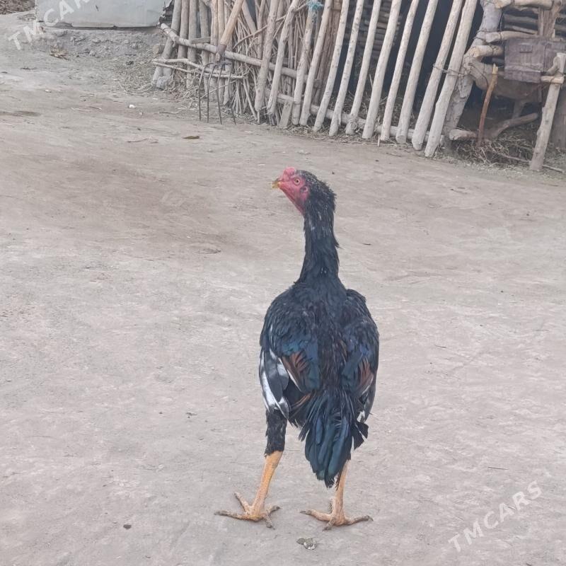 bayes juyje - Saýat - img 2