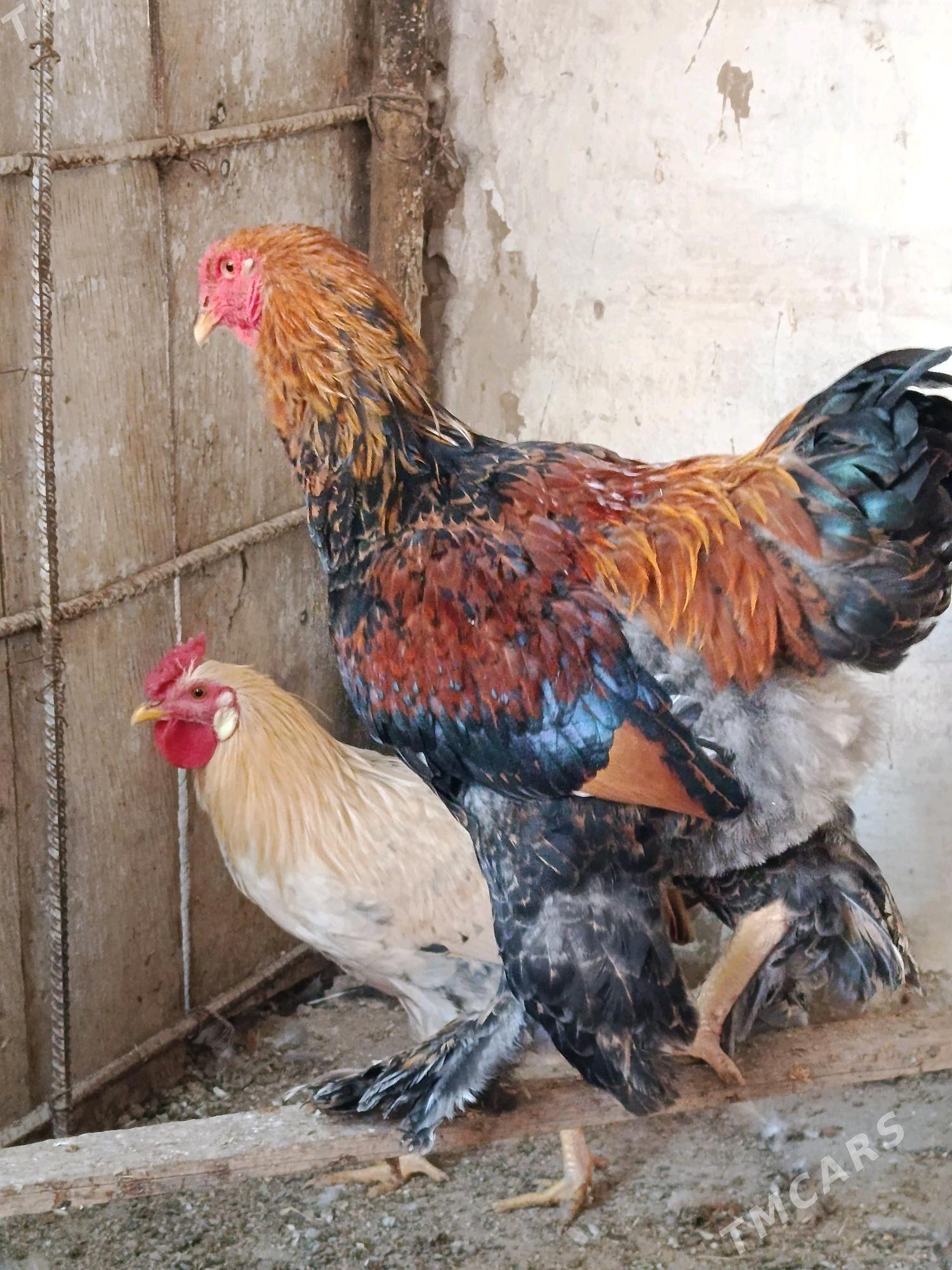 Хороз метис Ташкент Брама - Gagarin köç, köne Howa menzili - img 3