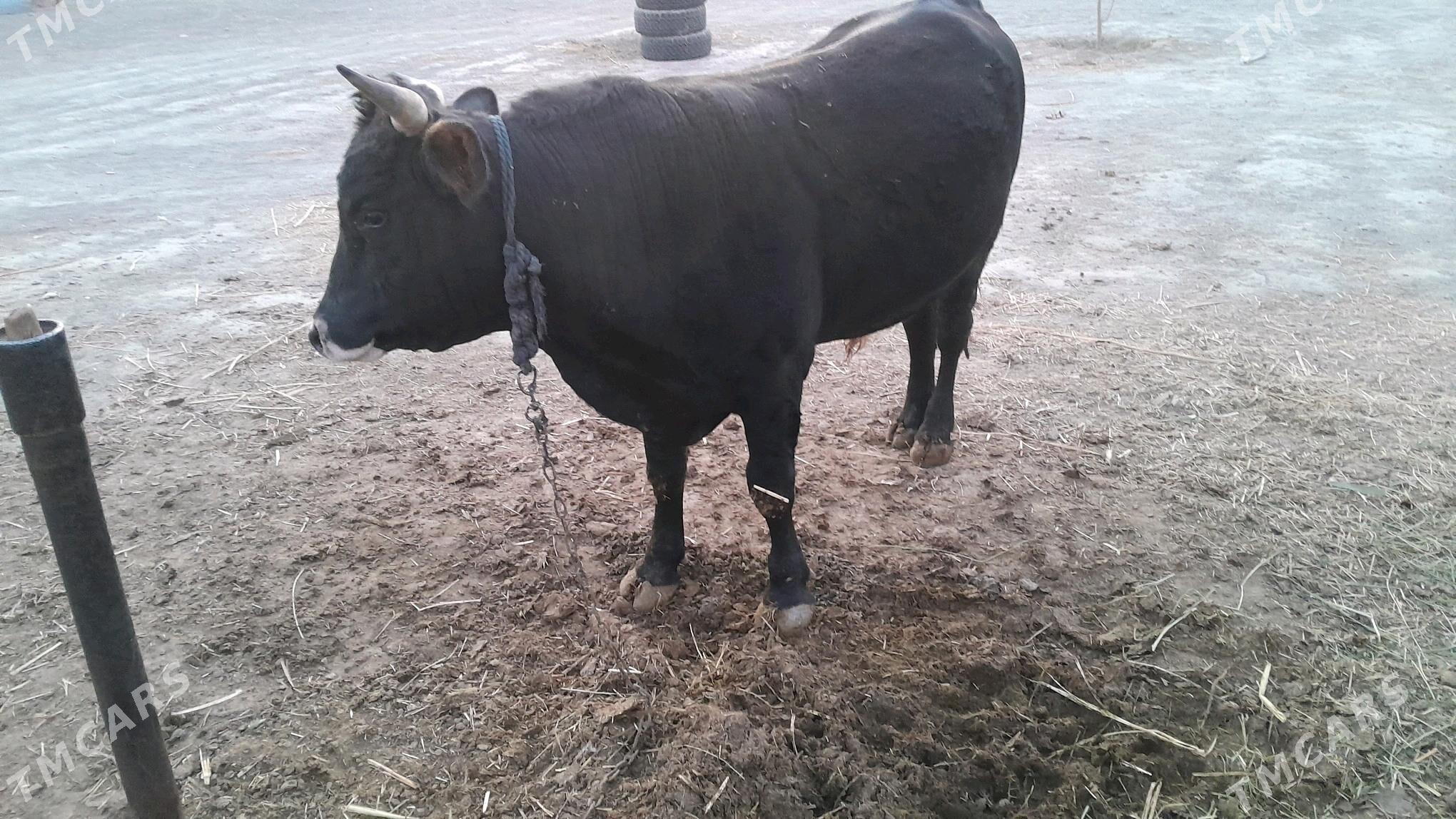 Ökuz 3 yasan - Bäherden - img 1