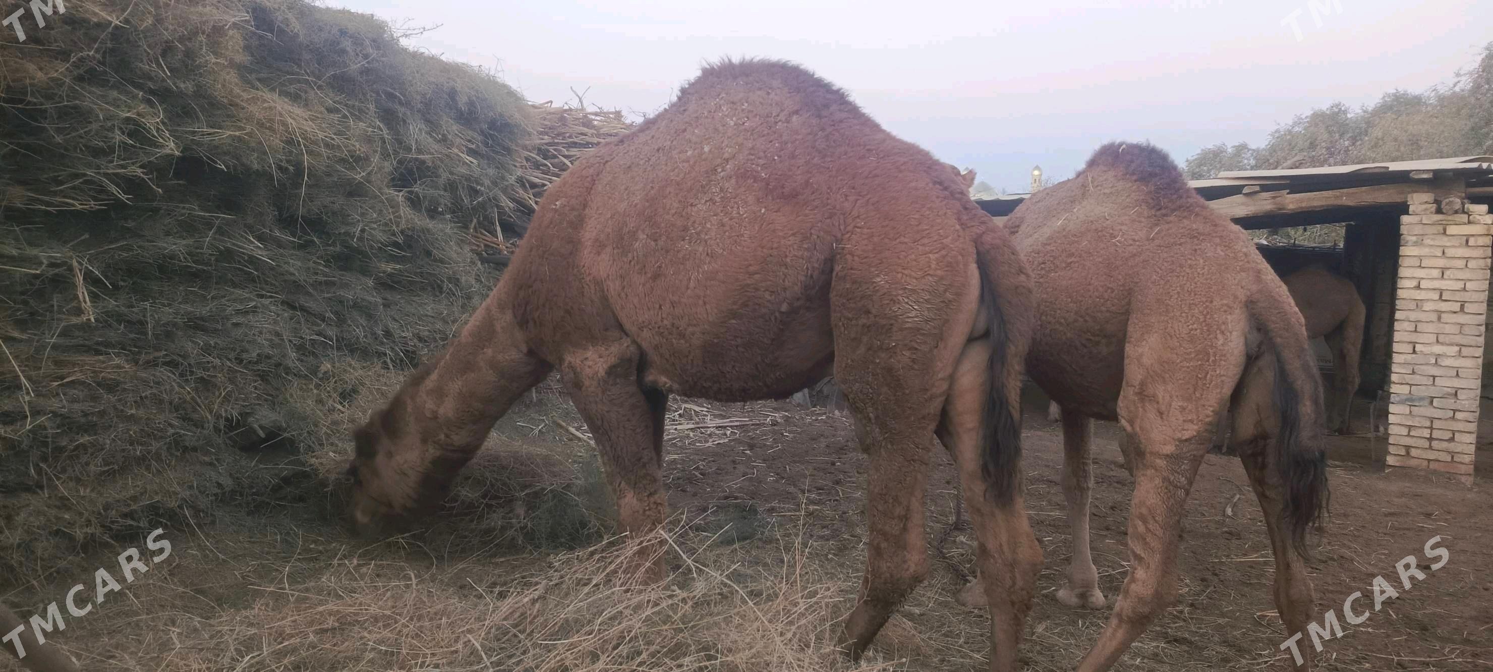 Erkek Düýe - Murgap - img 1