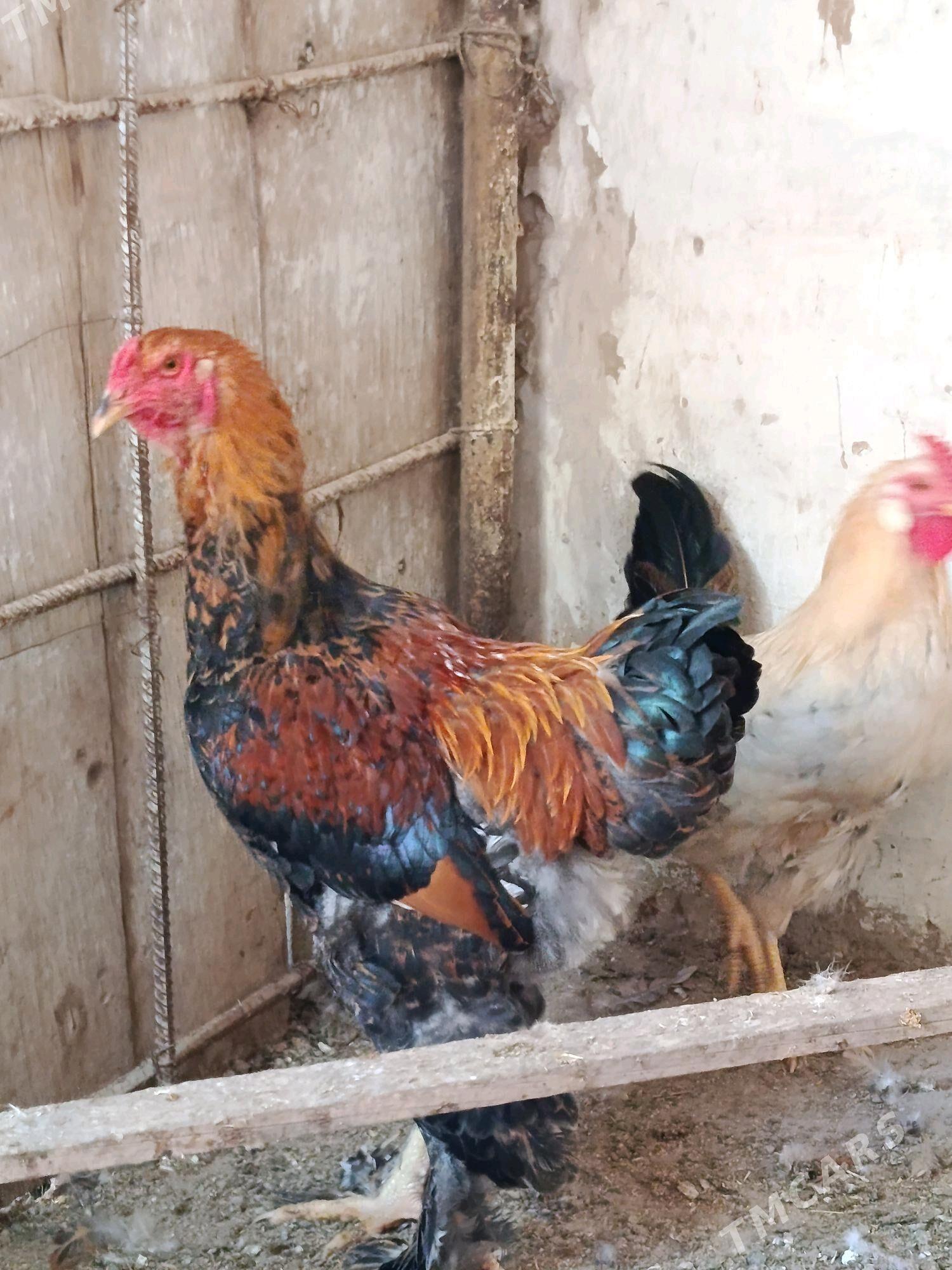 Хороз метис Ташкент Брама - Gagarin köç, köne Howa menzili - img 2