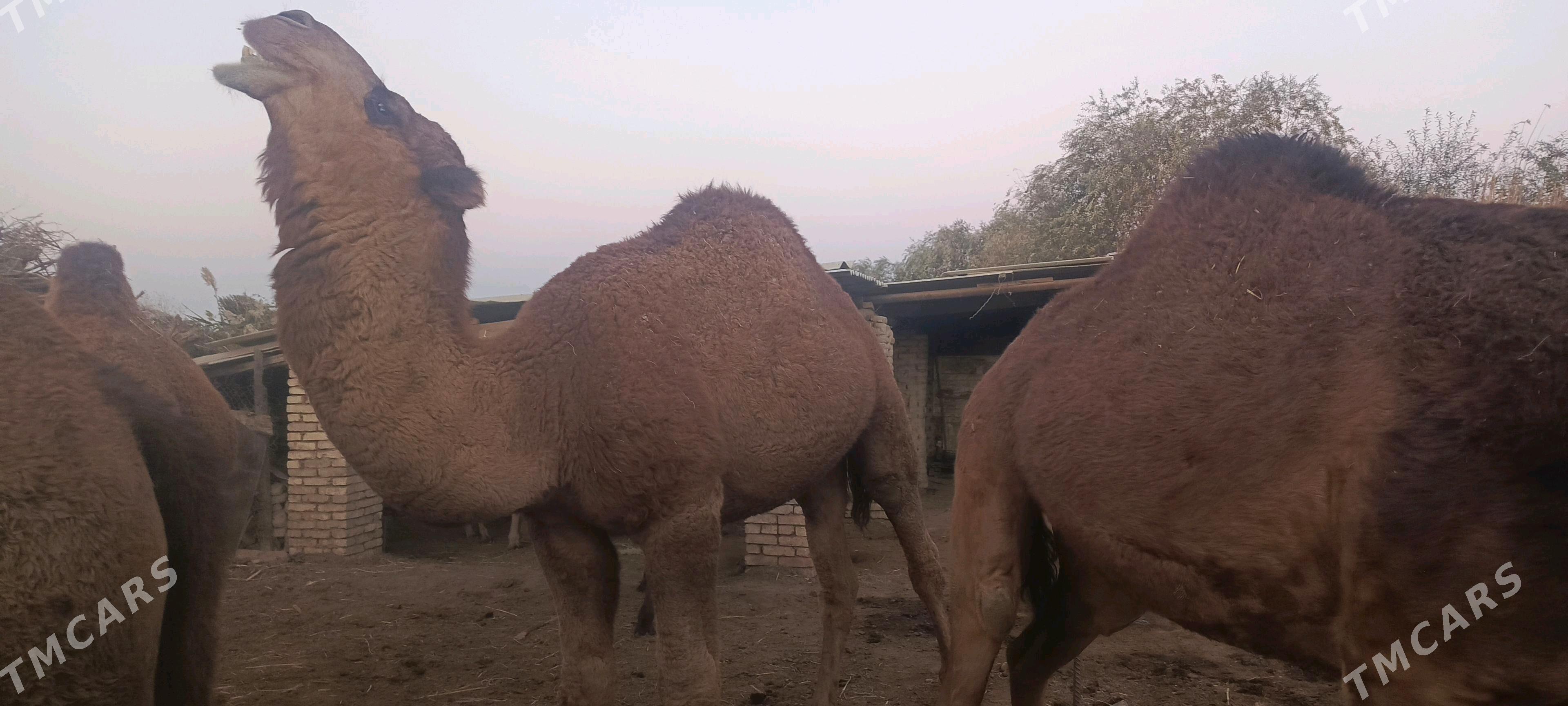 Erkek Düýe - Murgap - img 2