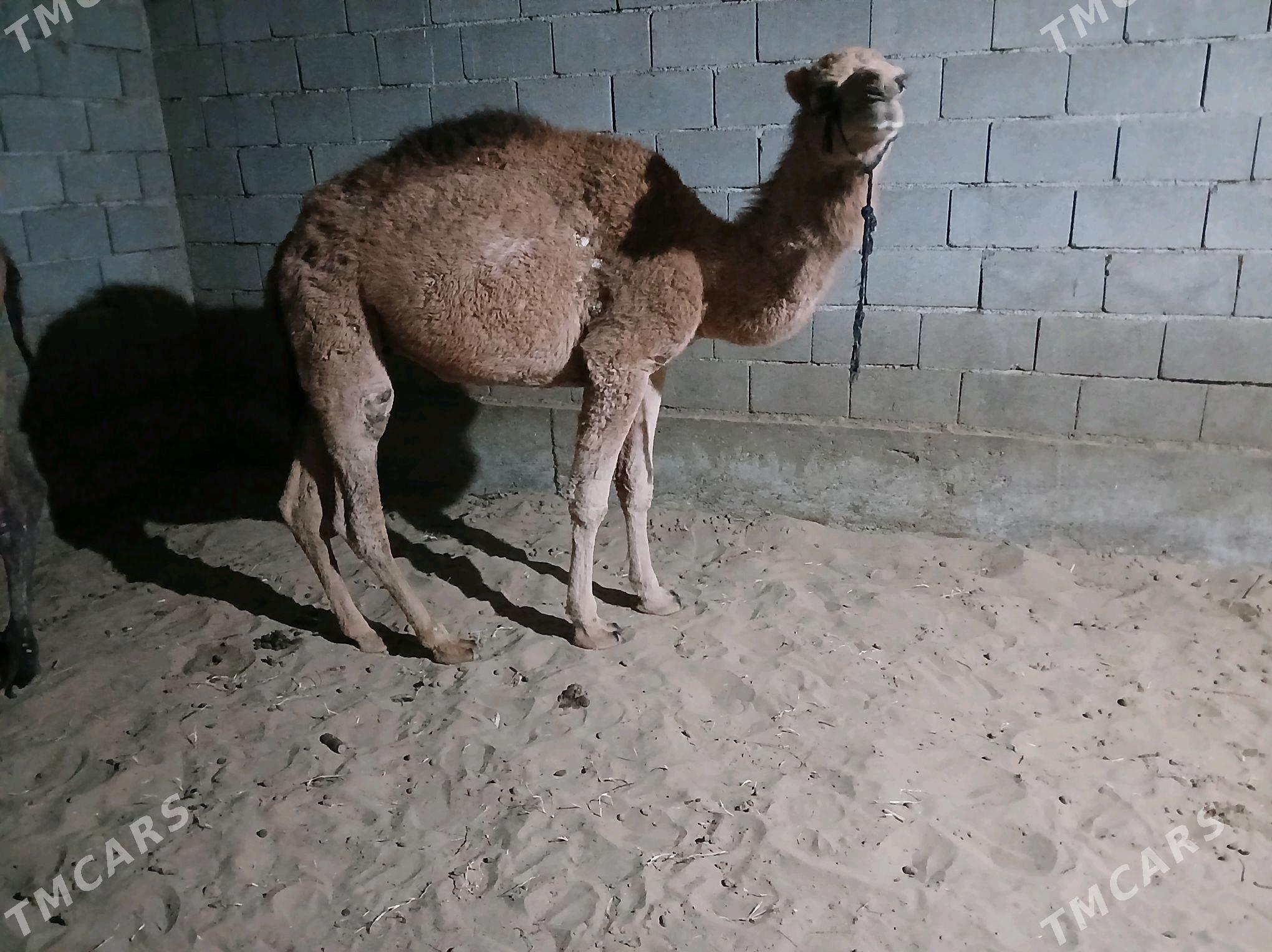 owsuk - Гёкдепе - img 2