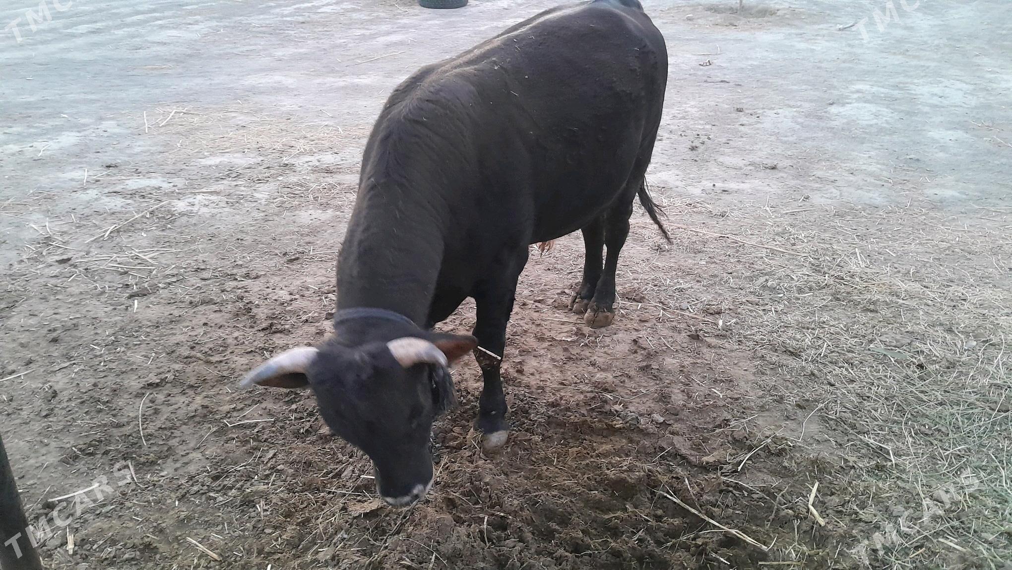 Ökuz 3 yasan - Bäherden - img 2