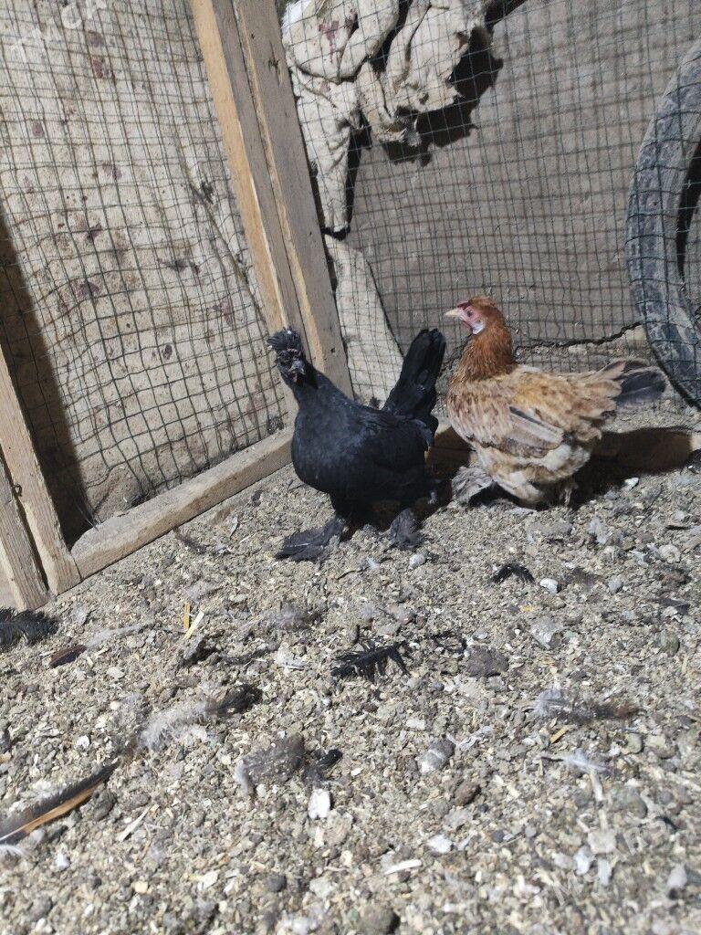 Карлик - Дашогуз - img 2