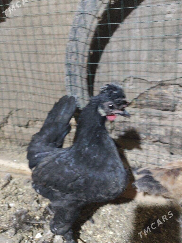 Карлик - Дашогуз - img 3