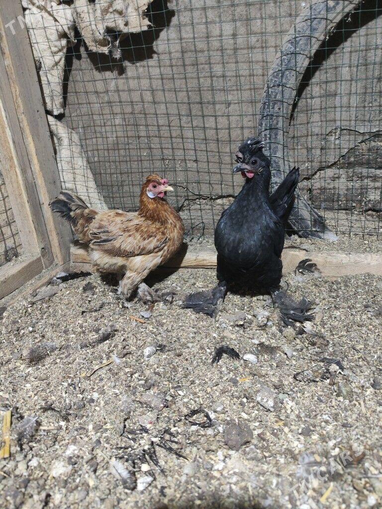 Карлик - Дашогуз - img 1