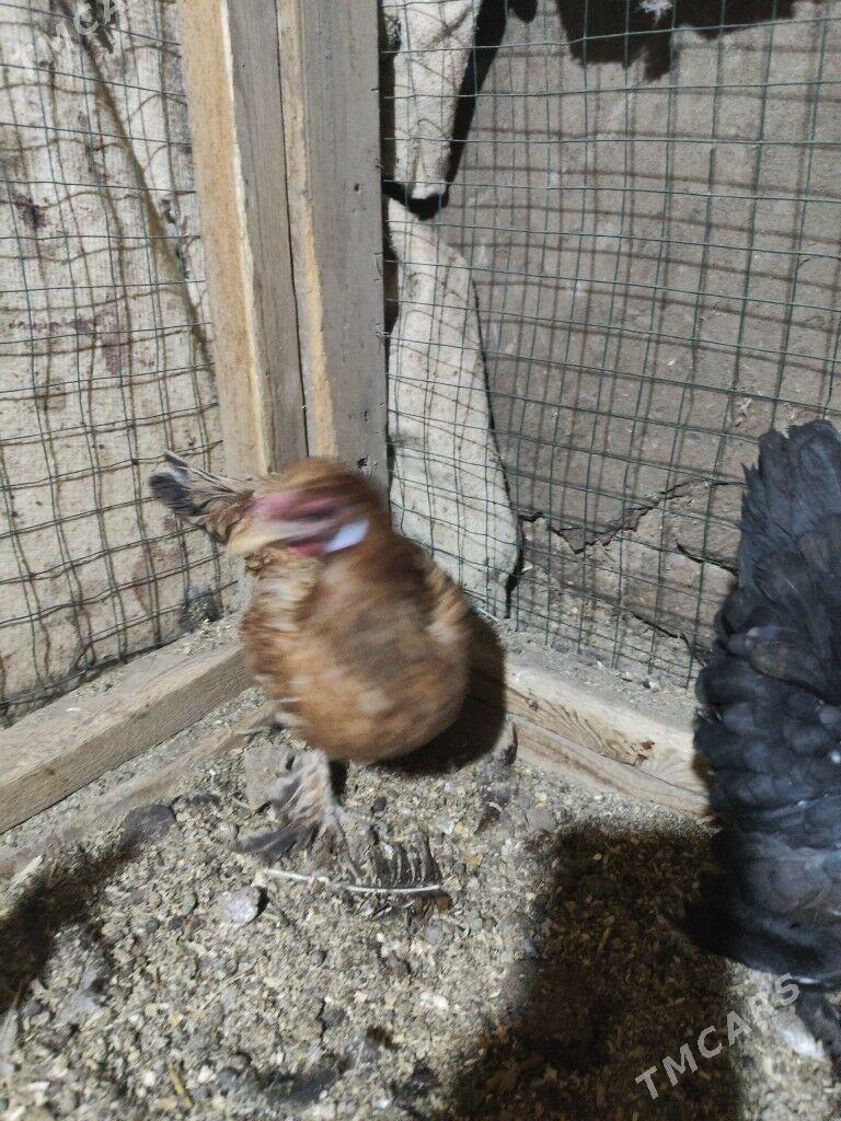 Карлик - Дашогуз - img 6