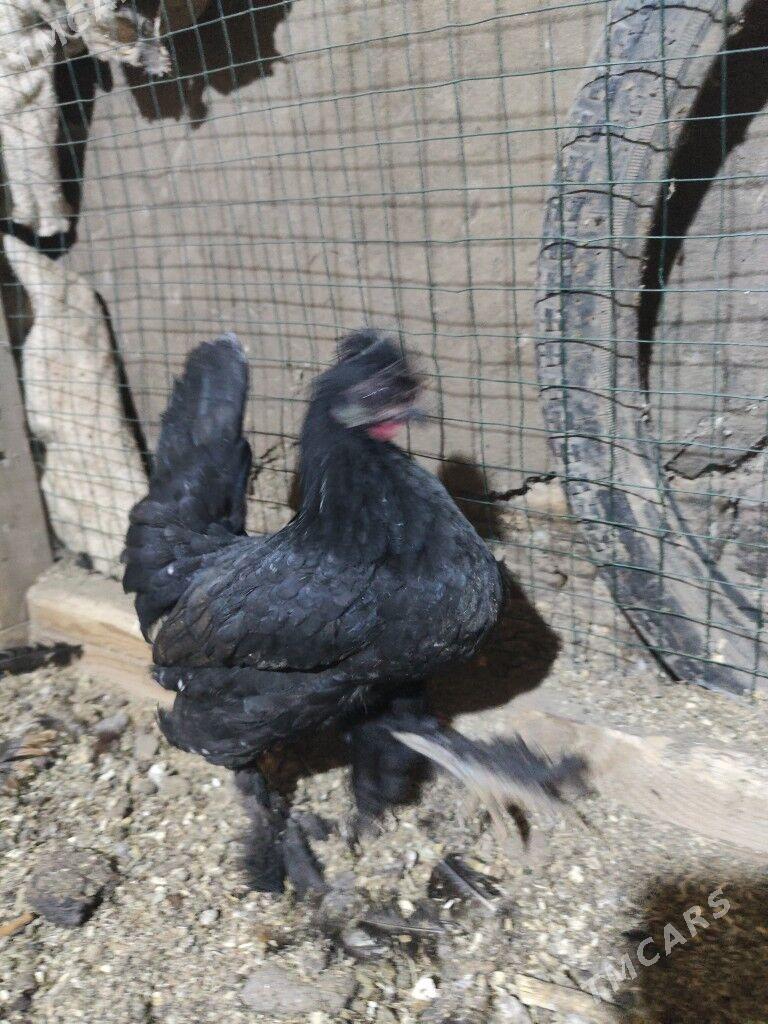 Карлик - Дашогуз - img 4