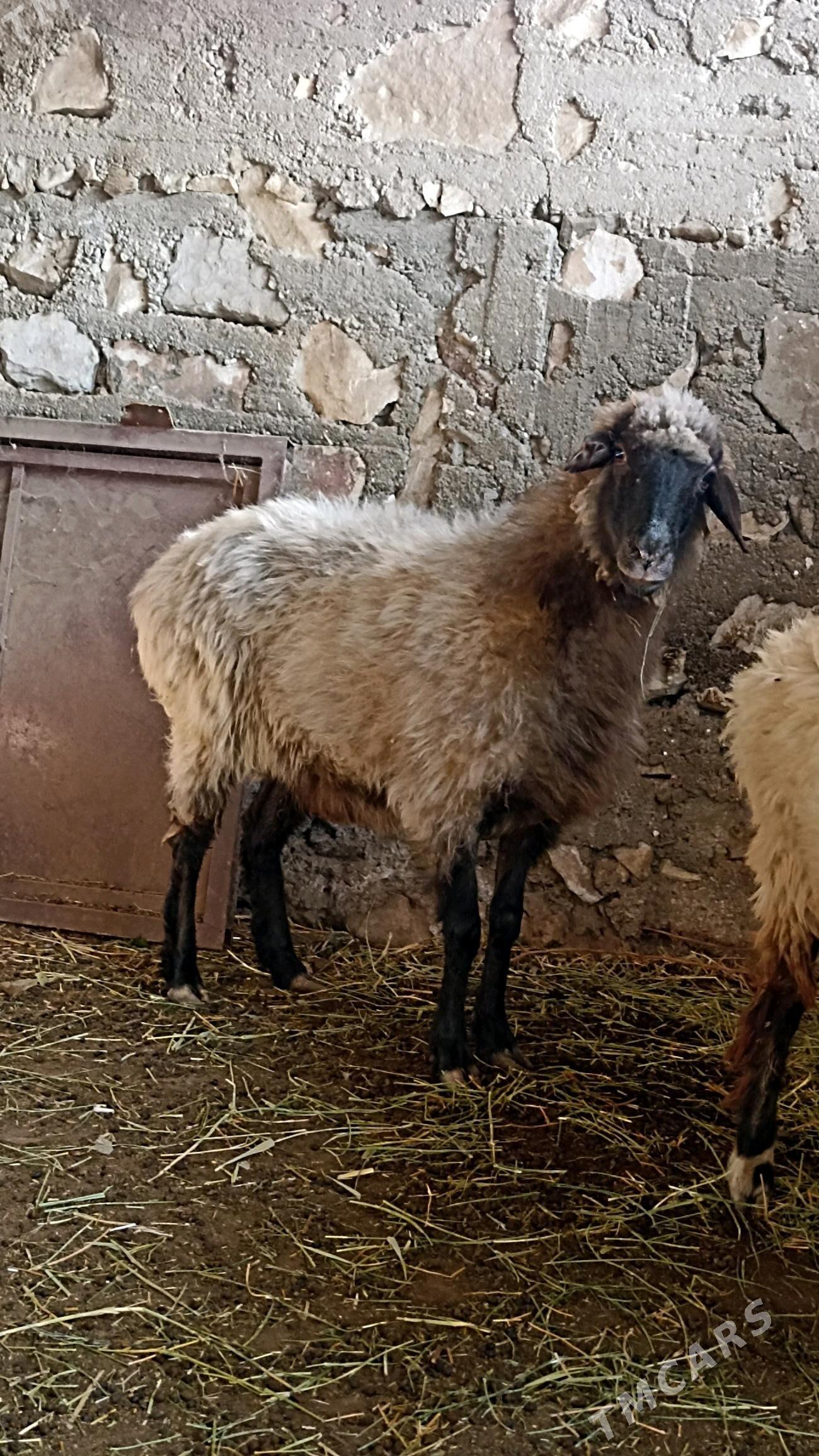 гоюн - Балканабат - img 3