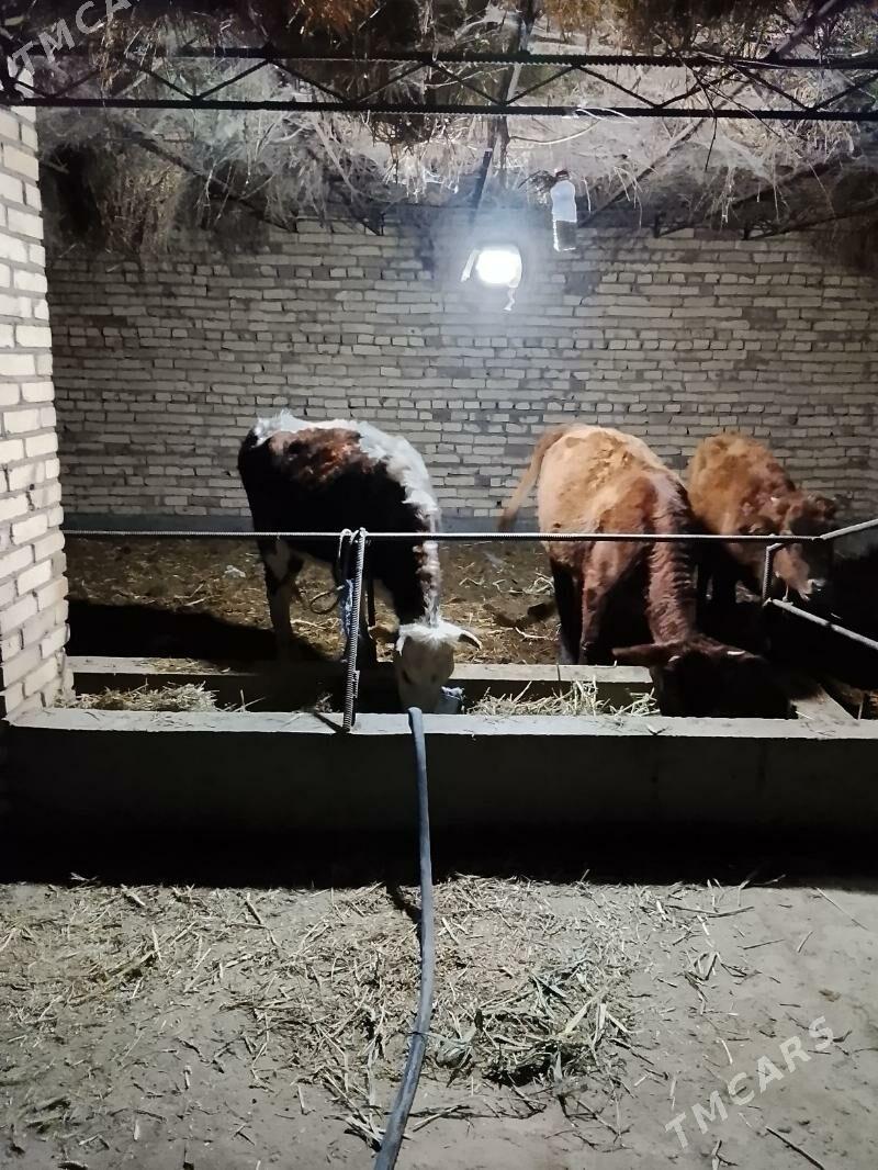 gunajynlar 3 sany - Dänew - img 2