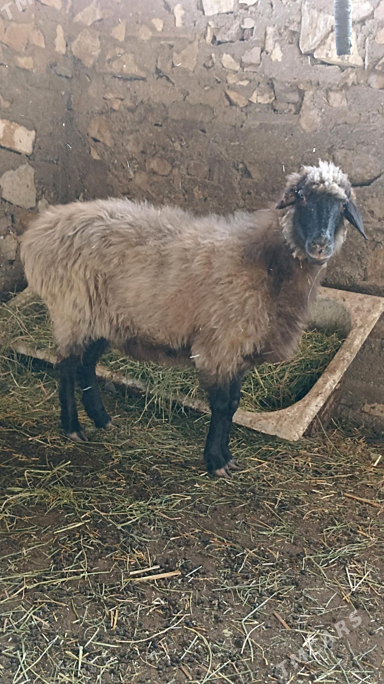 гоюн - Балканабат - img 2