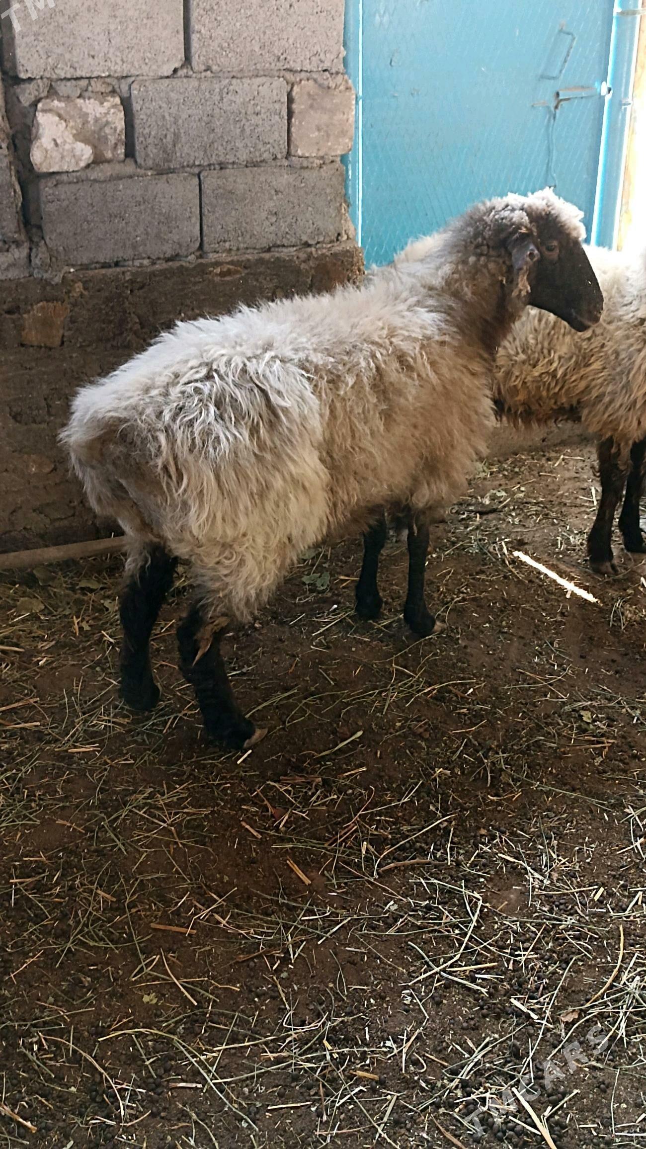 гоюн - Балканабат - img 1