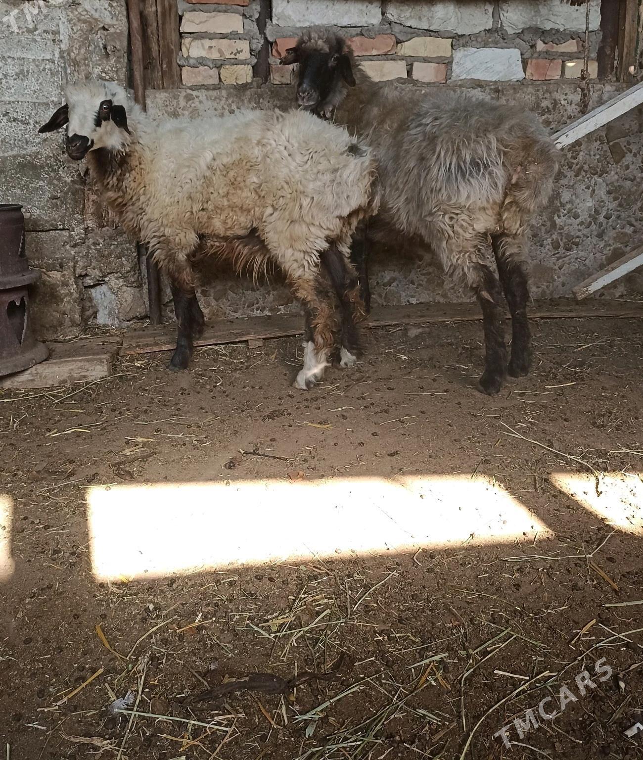 гоюн - Балканабат - img 4