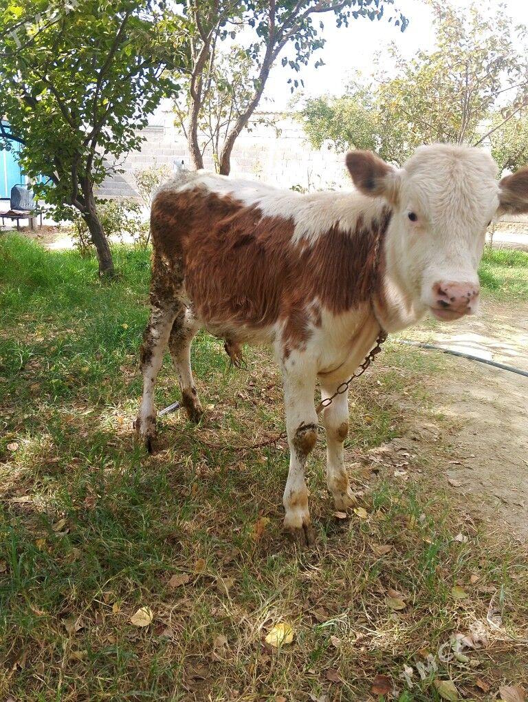 simetal Okuz tohum - Bäherden - img 3