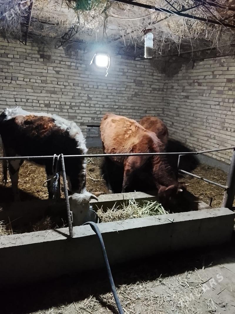 gunajynlar 3 sany - Dänew - img 1