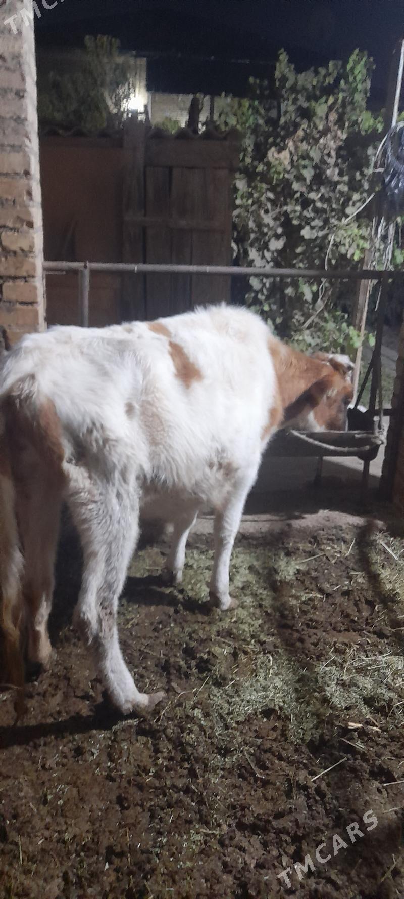 unajyn - Türkmenabat - img 1