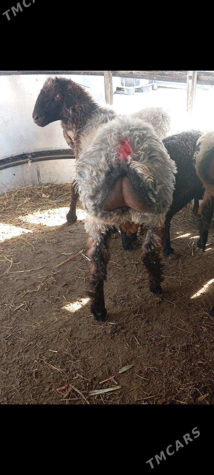 tokly - Aşgabat - img 3