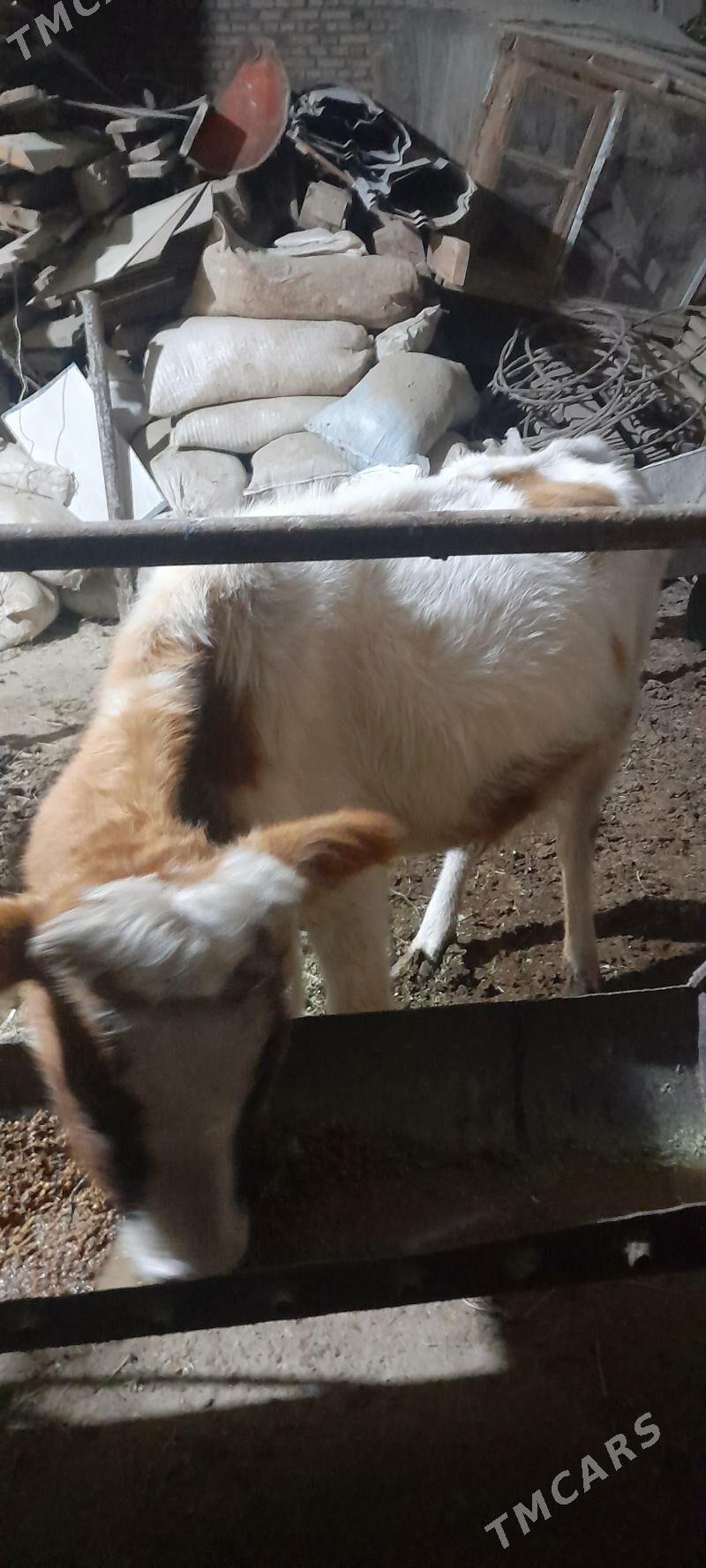 unajyn - Türkmenabat - img 2