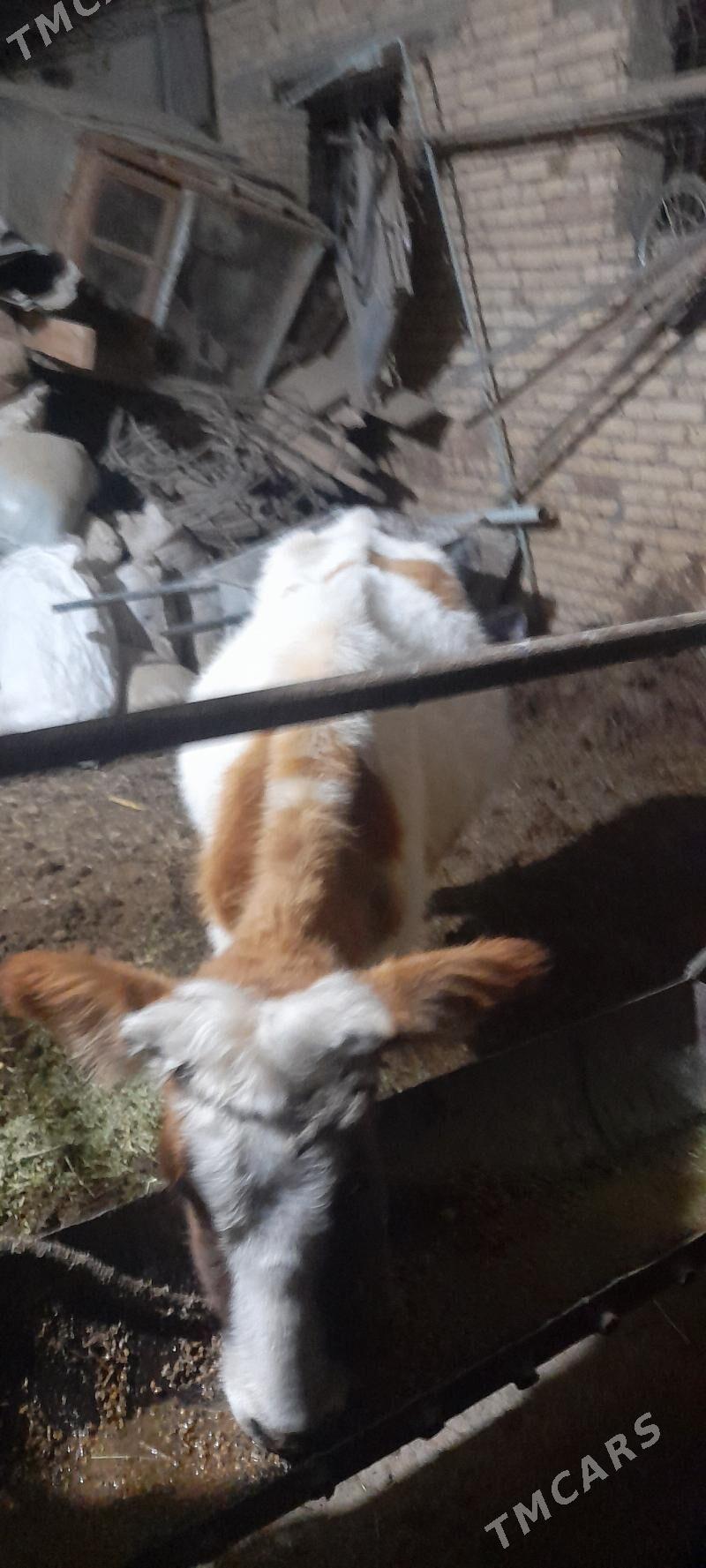 unajyn - Türkmenabat - img 3