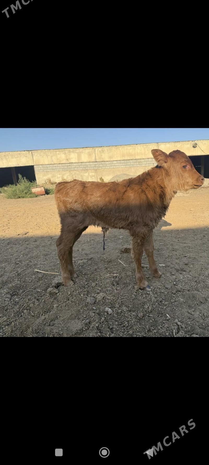 tuve - Aşgabat - img 1