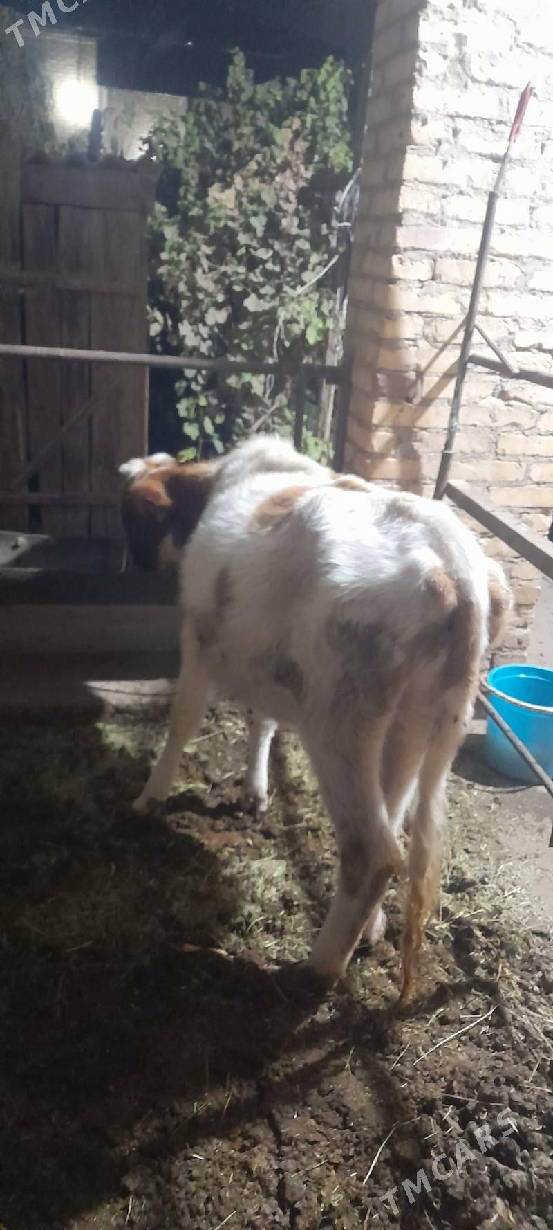 unajyn - Türkmenabat - img 4