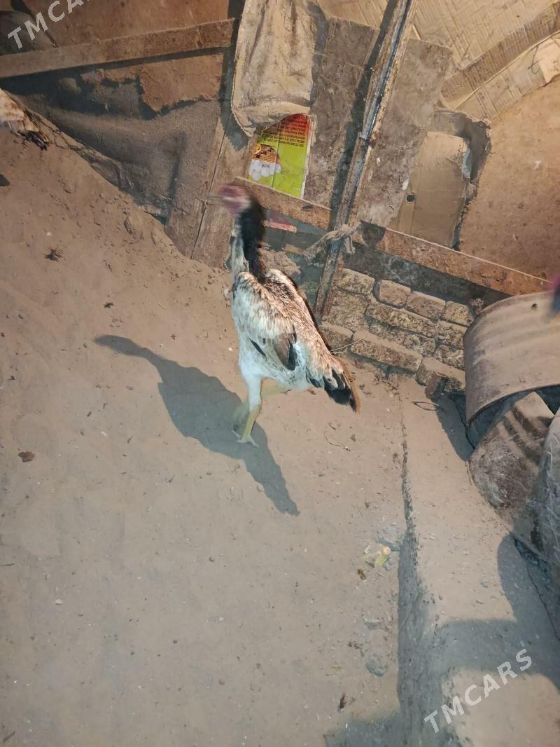 tovuk - Şabat etr. - img 2