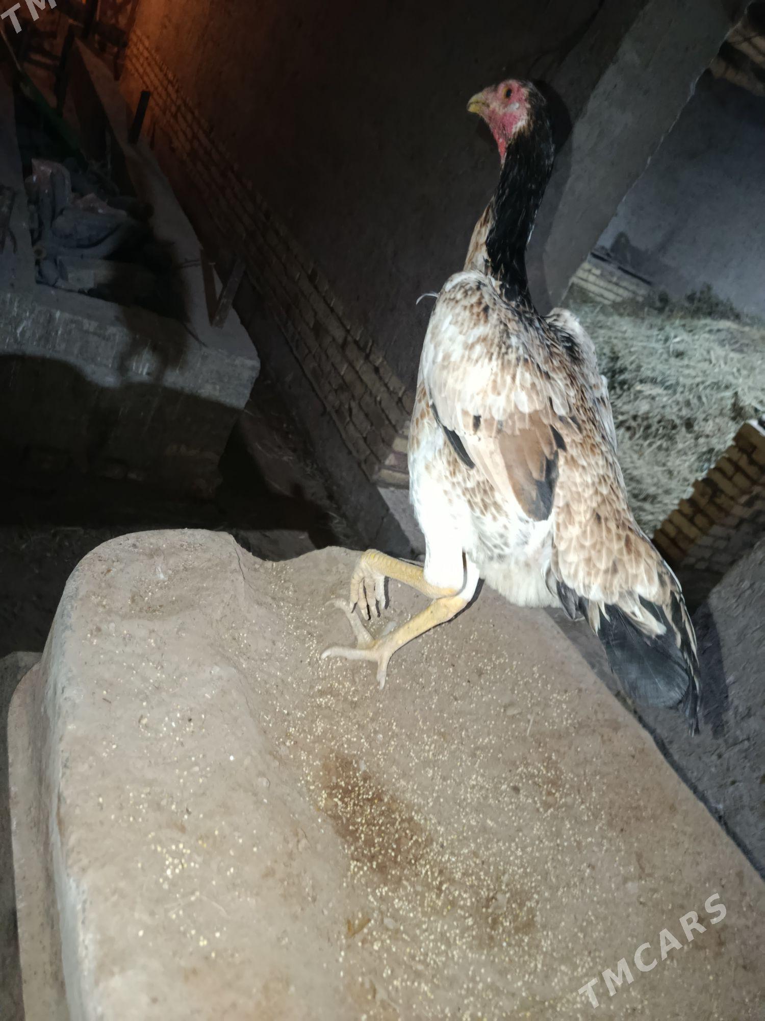 tovuk - Şabat etr. - img 1